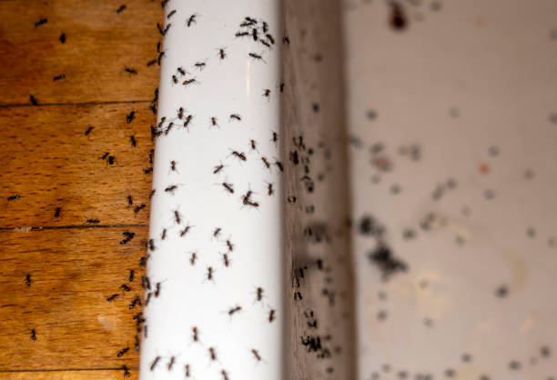 Flea Control Services in Shell Rock, IA