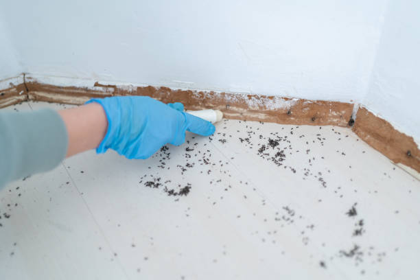 Best Affordable Pest Control Services  in Shell Rock, IA